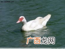 豚鸭是一种什么品种的鸭,siht是什么材质？