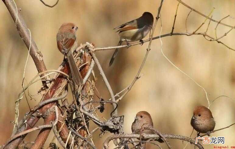 鸦雀无声的近义词是什么