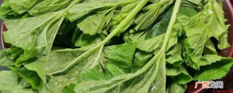 寒菜是不是苋菜