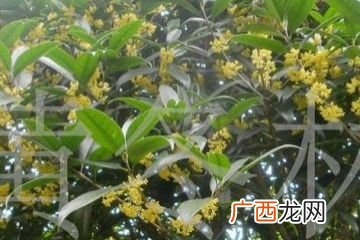 树木开头的成语有哪些,树木成林这个是成语吗？