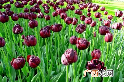 合加羽念什么,一个立和一个羽什么字？
