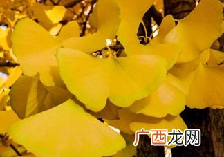 银杏树的叶子像什么,儿歌银杏叶子像什么？