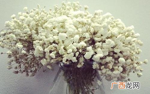 满天星一年开几次花期,满天星是一次性盆栽吗？