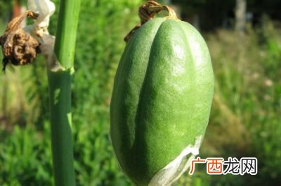 萝卜种子怎么来的,萝卜的种子长什么样子，如何种植？