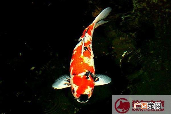 锦鲤种类及寓意,十大锦鲤排行榜前十名？