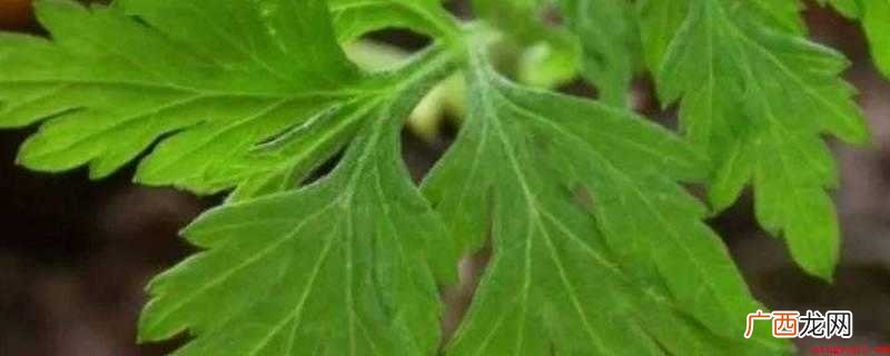 艾叶水洗脸后要清洗吗