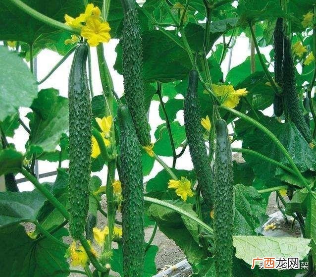 喝黄瓜水功效,黄瓜的作用和功效是什么？