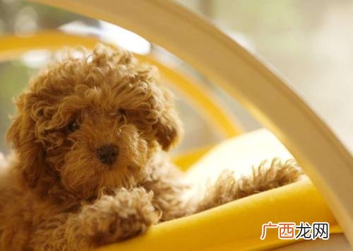 狗狗的生活习性介绍,狗的所属类别分布区域形态结构和生活习性？