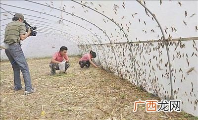 蝗虫养殖技术和养殖的最佳时间,蝗虫能吃吗，养殖需多少时间？