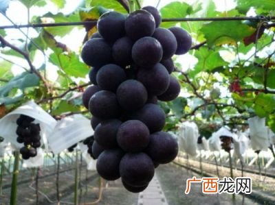 葡萄发源地,什么样的葡萄做酒最好喝？