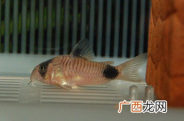 老鼠鱼吃什么,鼠鱼吃虾肉吗？