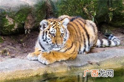 1986属什么,属虎哪一年出生的？