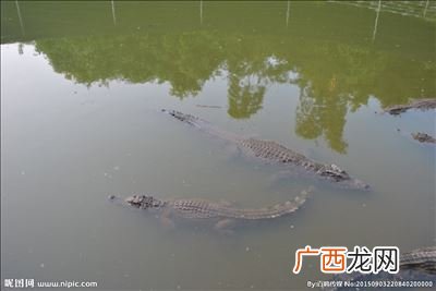 鳄鱼适合在那些地方养殖,养鳄鱼需要多大的场地？
