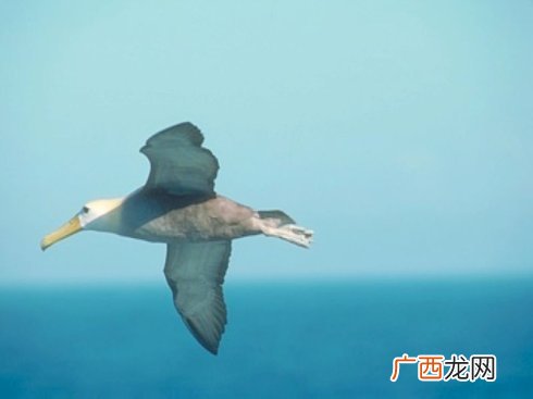 漂泊信天翁的寿命天敌,丹顶鹤是寿命最长的鸟类？