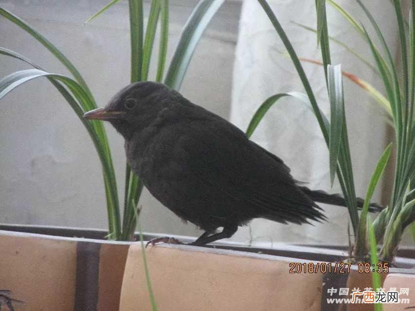 花八哥怎么养,花八哥有几个品种？