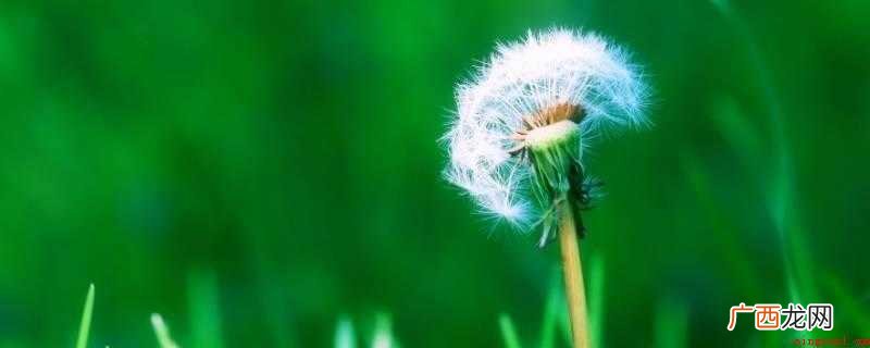 蒲公英当菜能天天吃吗
