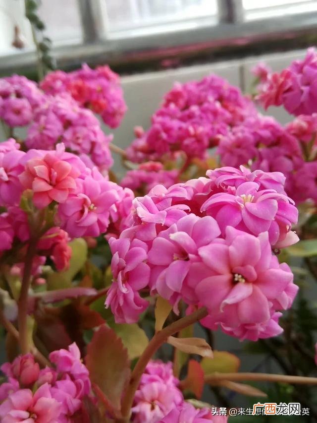 什么花好看又好养,什么样的花耐养又漂亮?