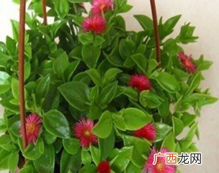 什么花好看又好养,什么样的花耐养又漂亮?