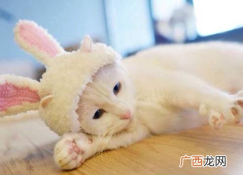 云养猫什么意思,云吸猫是什么意思?