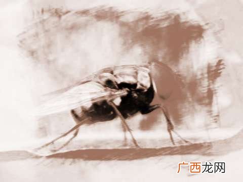 梦见苍蝇很多是什么意思,苍蝇的寓意和象征？