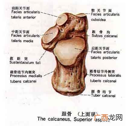 下肢骨包括哪些名称,人体中各部分骨头的名称，八部分？