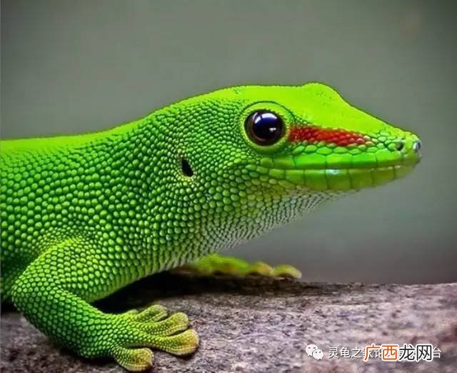 家养的蜥蜴可以活多久,蜥蜴一般能活多长时间哇？