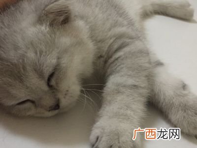 猫能剃毛吗,猫可以剃毛剃全身吗？