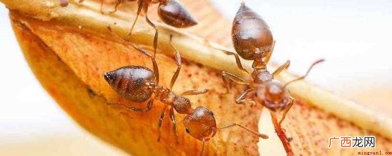 家里有小黄蚂蚁的原因