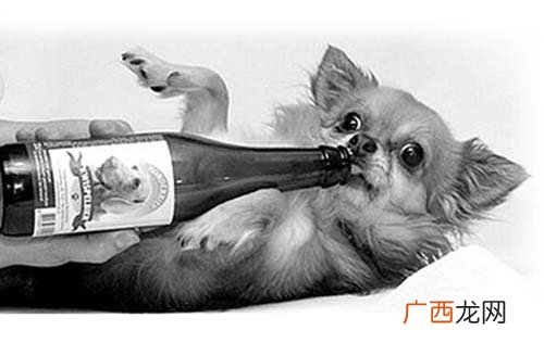 狗能喝啤酒吗,两个月小狗可以喝一口酒吗？