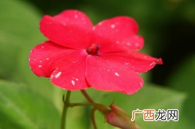 红花绿叶什么意思,女生发红花配绿叶的意思？