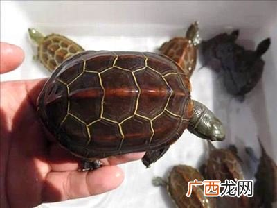 金线草龟吃什么,乌龟怎样在水里吃东西？