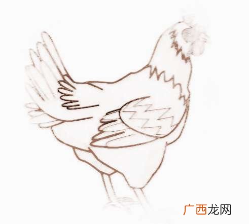 今年什么生肖,2018是什么生肖年？