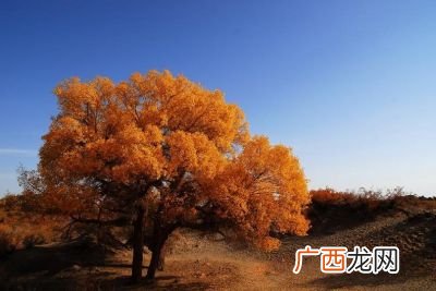 胡杨树有哪些特征,胡杨有哪些优点呢？