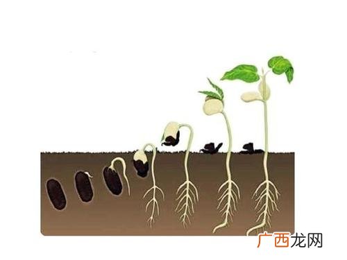 种子萌发过程的顺序是什么,植物的一生有哪些阶段？