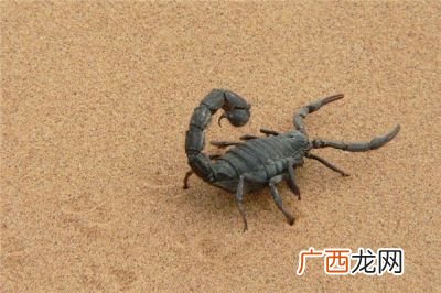 梦见蝎子预兆着什么,蝎子的含义代表什么？