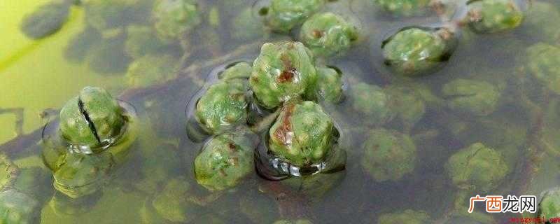 藤椒油可以做哪些菜