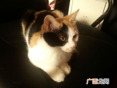 怎么判断猫的年龄,怎么判断猫几个月？