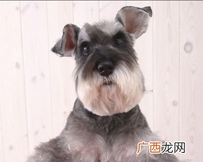 雪纳瑞怎么训练,雪纳瑞不听话怎么办？