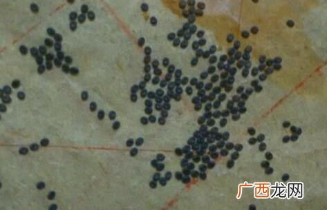 蚕卵孵化需要多少天,蚕产卵之后多少时间才成小蚕？