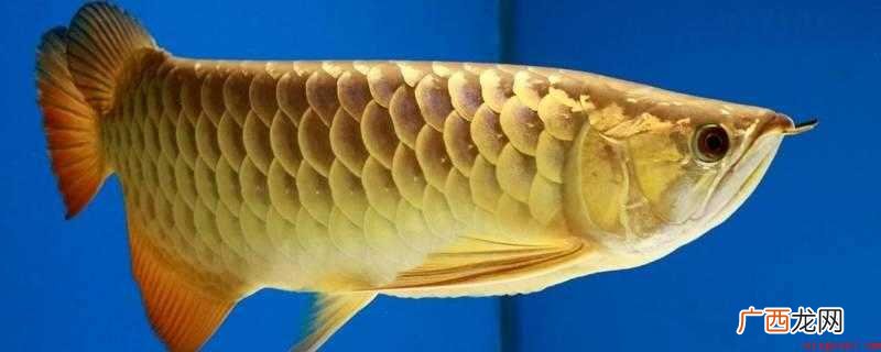 小鱼用什么辨别味道