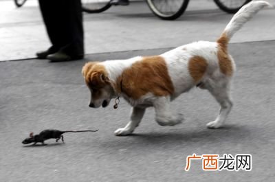 狗和鼠相冲吗,与猫敌对的生肖？