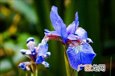 鸢尾花的花语是什么,粉色鸢尾花的花语是什么？