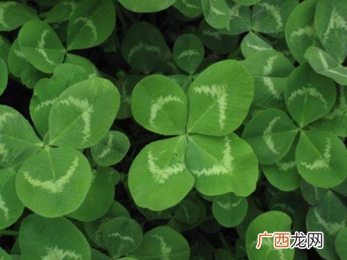 三叶草种类谢谢,三叶草能喂羊吗？