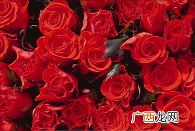 玫瑰花瓣面膜怎么用,花瓣睡眠面膜怎么用？