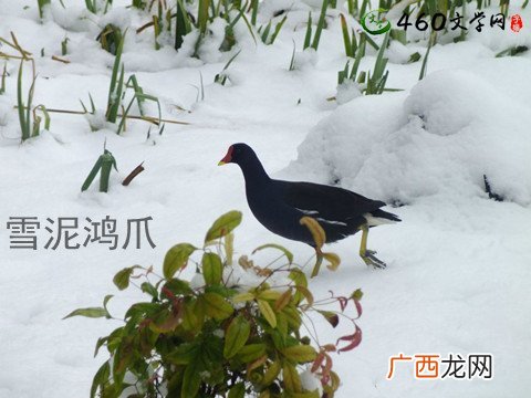 带鸿的成语,鸿运四字成语？