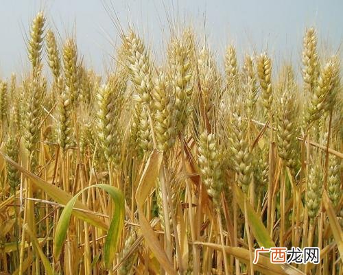 小麦什么时候成熟,麦熟对应哪个节气?