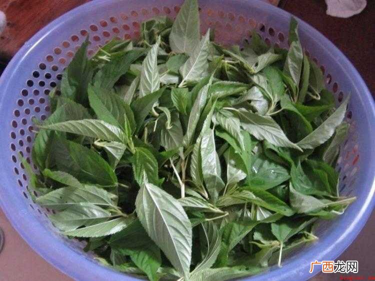 麻叶怎么炒