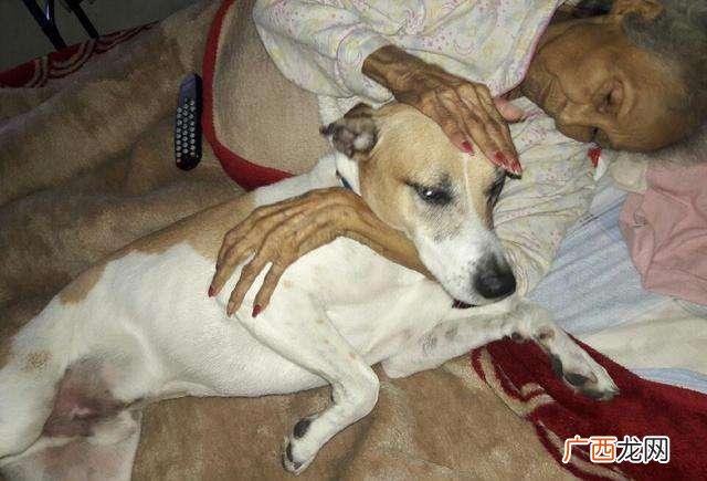 狗狗临终前最希望什么,狗狗临死前流泪啜泣为什么？