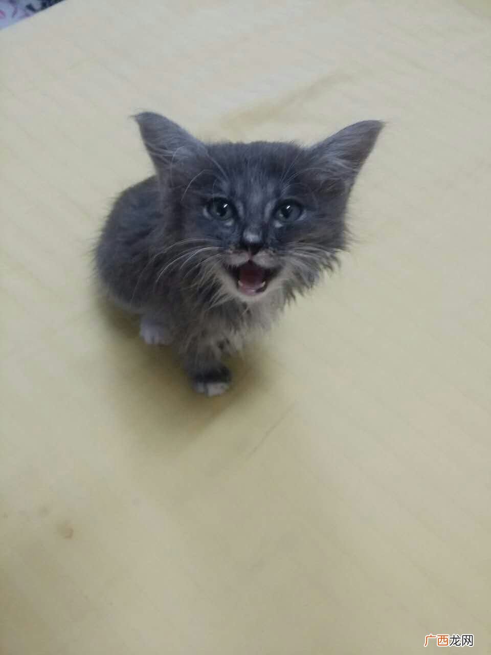 长毛蓝猫是不是不纯,怎么看蓝猫纯不纯？