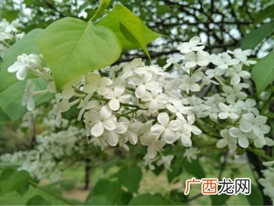 什么树开白花,白树会开花是什么意思？